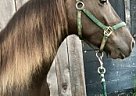 Kentucky Mountain - Horse for Sale in Lancaster, KY 40444 Kentucky Mountain - Horse for Sale in Lancaster, KY 40444