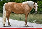 Quarter Horse - Horse for Sale in Lebanon, MO 65708