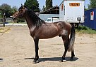 Andalusian - Horse for Sale in , CA 93307