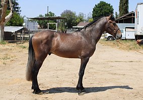 Andalusian / PRE