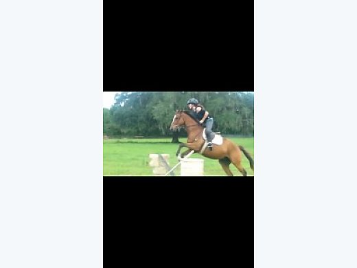 Gorgeous Finished 6YO TB Gelding