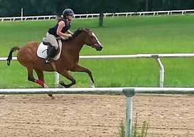 Thoroughbred (Thoroughbred, Gelding) in Ocala, FL
