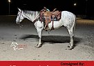 Quarter Horse - Horse for Sale in Monett, MO 65708 Quarter Horse - Horse for Sale in Monett, MO 65708