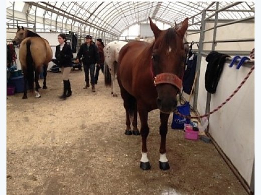 Horse for Lease