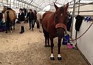 - Horse for Sale in Calgary, AB T3K 5E - Horse for Sale in Calgary, AB T3K 5E