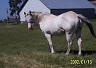 - Gelding in Sycamore, IL - Gelding in Sycamore, IL