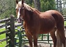 Welsh Cob - Horse for Sale in Erin, ON L7J 2L8