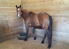 Lux (Quarter Horse, Mare) in Chestertown, MD