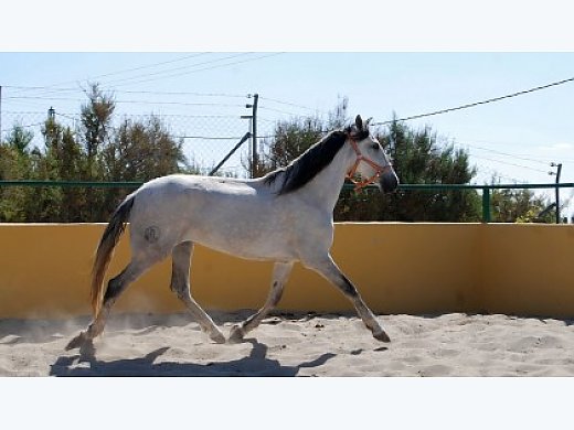 Mare Purebred Spanish (P.R.E)   /  Caracola JL