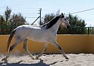 Andalusian - Horse for Sale in Elche,  03296