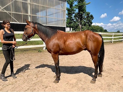 QH Pony