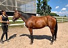 Quarter Pony - Horse for Sale in EdenValley, ON l0l2k0