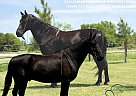Tennessee Walking - Horse for Sale in Houston, MO 65483