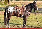 Appaloosa - Horse for Sale in PRAIRE GROVE, AR 72753