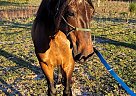 Paso Fino - Horse for Sale in Williston, FL 32696