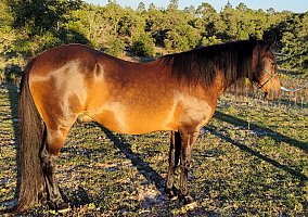 Paso Fino (Paso Fino, Gelding) in Williston, FL
