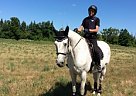 Percheron - Horse for Sale in Erin, ON L7J 2L8 Percheron - Horse for Sale in Erin, ON L7J 2L8