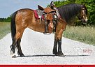 Gypsy Vanner - Horse for Sale in Monett, MO 65708