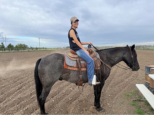 Well Broke Blue Roan Gelding
