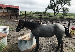 Quarter Horse (Quarter Horse, Gelding) in Pickrell, NE