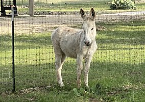 Donkey (Donkey, Stallion) in Boerne, TX