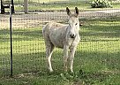 Donkey - Horse for Sale in Boerne, TX 78006