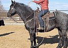 Quarter Horse - Horse for Sale in Casper, WY 82609
