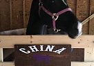 Quarter Horse China