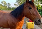 American Quarter Horse Golden Omega