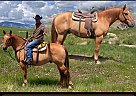 Draft - Horse for Sale in Mountainair, NM 87036