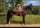 Friesian - Horse for Sale in Hamden, OH 45634
