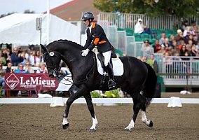 Warmblood (Warmblood, Gelding) in Salt Lake City, UT