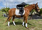 Welsh Pony - Horse for Sale in Wellington, FL 33414