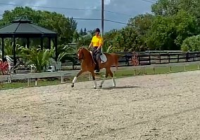Welsh Pony and Cob (Welsh Pony and Cob, Gelding) in Wellington, FL