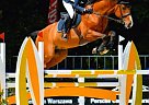 Holsteiner - Horse for Sale in Jaunmarupe, LV-216 Holsteiner - Horse for Sale in Jaunmarupe, LV-216