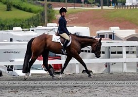 Quarter Horse (Quarter Horse, Gelding) in Wilson, NC
