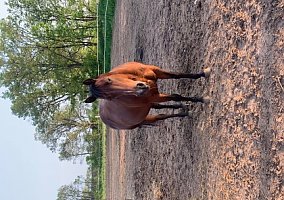 Quarter Horse (Quarter Horse, Mare) in Amherst, WI