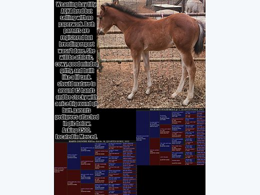 Bay Filly