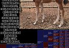Quarter Horse - Horse for Sale in Merced, CA 95340 Quarter Horse - Horse for Sale in Merced, CA 95340