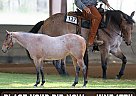Quarter Horse - Horse for Sale in Cleveland, GA 30528