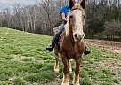 Belgian Draft - Horse for Sale in Amherst, VA 24521