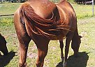 Quarter Horse - Horse for Sale in Gueydan, LA 70542 Quarter Horse - Horse for Sale in Gueydan, LA 70542