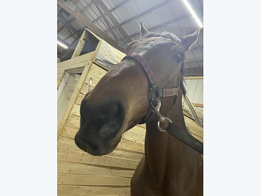 Cisco-15TB Gelding