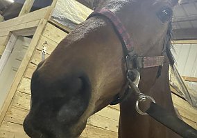 Thoroughbred (Thoroughbred, Gelding) in Lima, OH