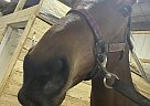 Thoroughbred - Horse for Sale in Lima, OH 45805 Thoroughbred - Horse for Sale in Lima, OH 45805