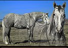 Draft - Horse for Sale in Powell, WY 65742