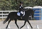 - Mare in Chilliwack, BC - Mare in Chilliwack, BC