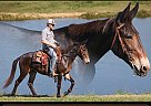 Mule - Horse for Sale in Parkers Lake, KY 42634