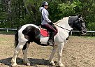 Draft - Horse for Sale in Eden Valley, ON L0L 2K0