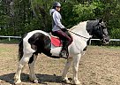 Draft - Horse for Sale in Eden Valley, ON L0L 2K0 Draft - Horse for Sale in Eden Valley, ON L0L 2K0